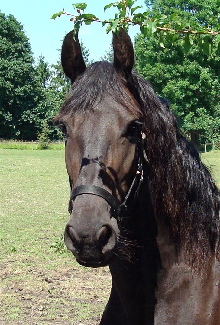 Frieser Laura ( Solgt ) billede 1