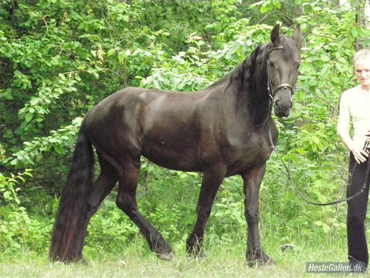 Frieser Laura ( Solgt ) billede 3