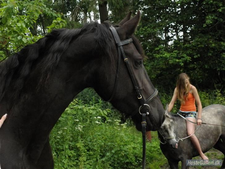 Frieser Laura ( Solgt ) - Foto : Sandra | Stald König billede 4
