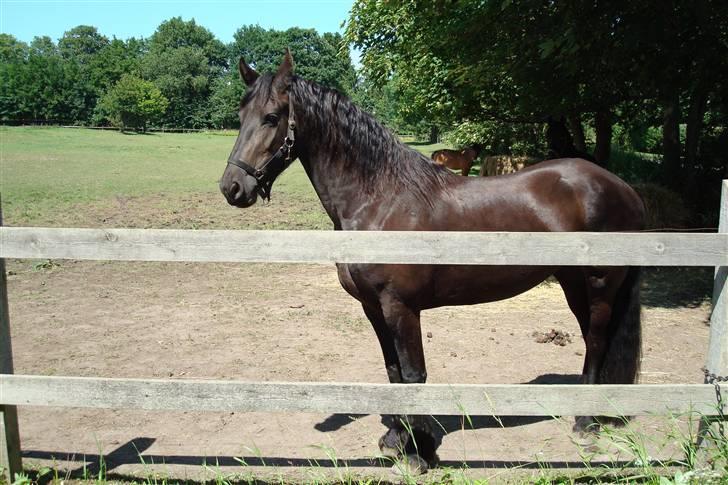 Frieser Laura ( Solgt ) billede 5