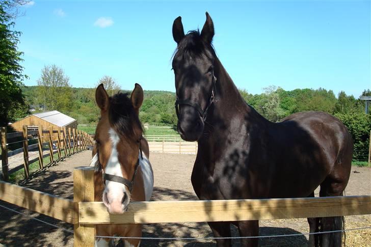 Frieser Laura ( Solgt ) billede 6