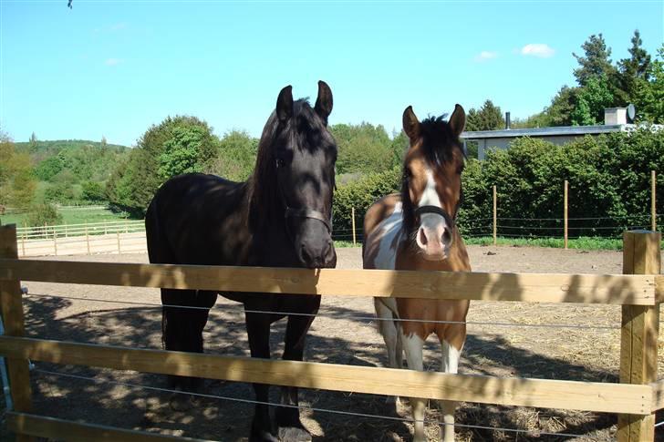 Frieser Laura ( Solgt ) billede 7