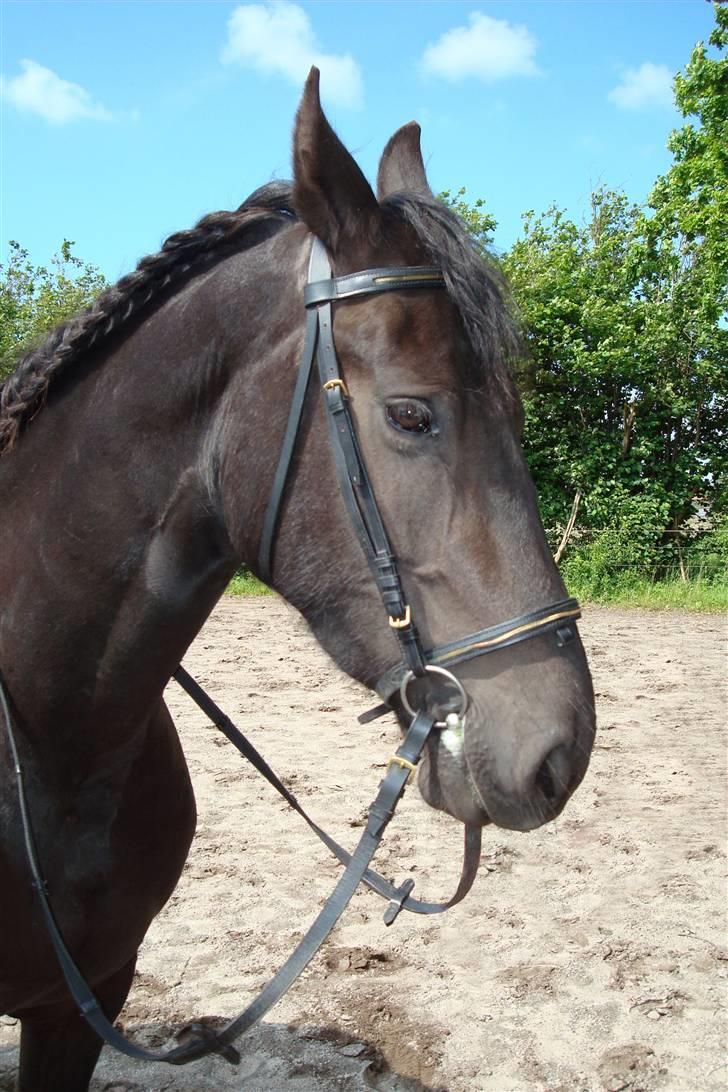 Frieser Laura ( Solgt ) billede 8