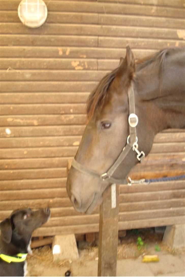 Frieser Laura ( Solgt ) billede 9