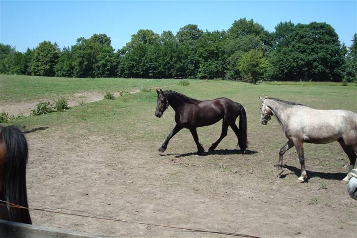 Frieser Laura ( Solgt ) billede 10