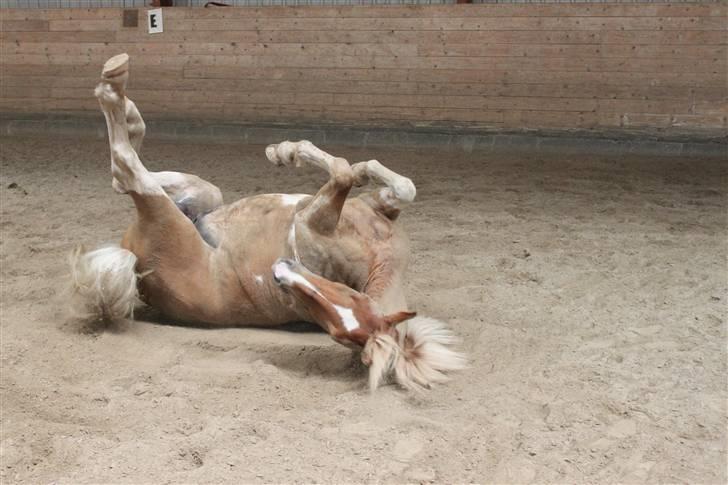 Pinto Hestehavens Julius  - Ihh  ;i hvor er det dejligt :D  billede 11