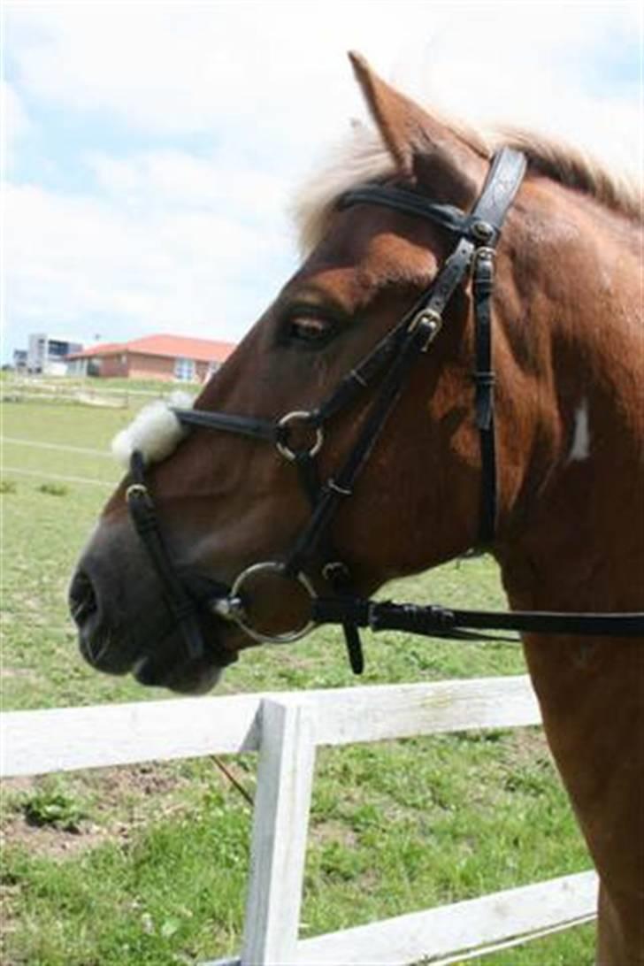 Pinto Hestehavens Julius  - Fordi han er lækker billede 12