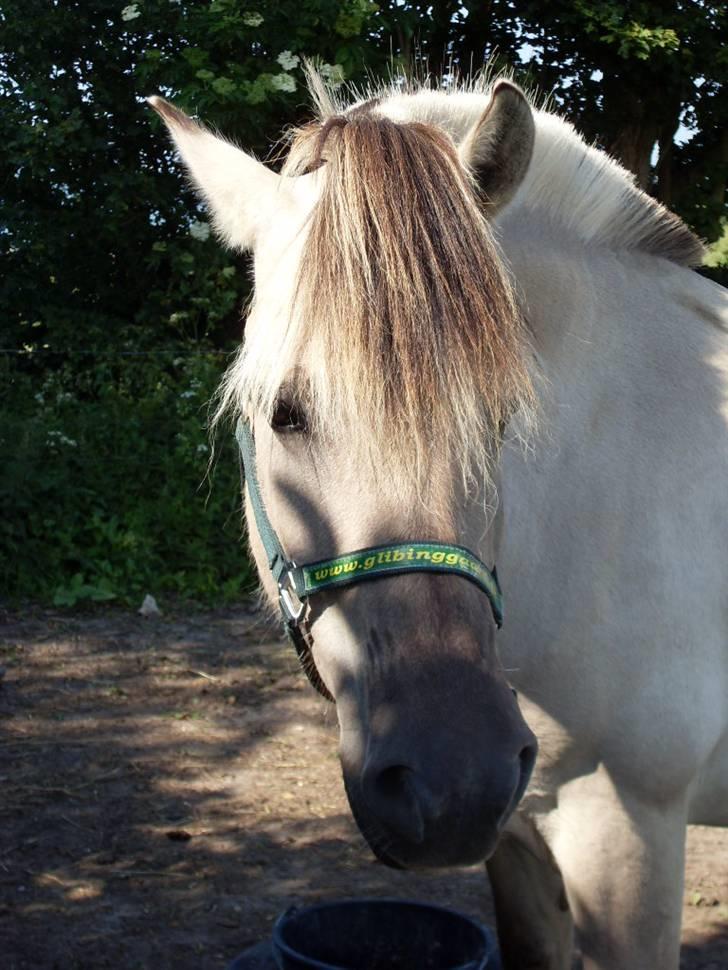 Fjordhest Trøstrupgårds Benna IFOL billede 5