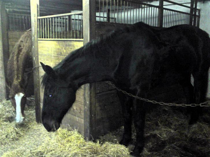 Oldenborg chip nygård - chip og skipper får sig lige en snak billede 1