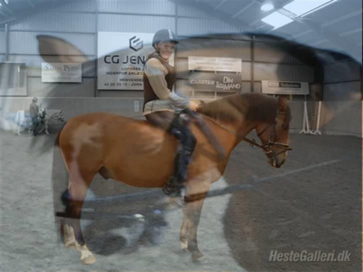 Anden særlig race Sir Richard rideskolepony billede 15