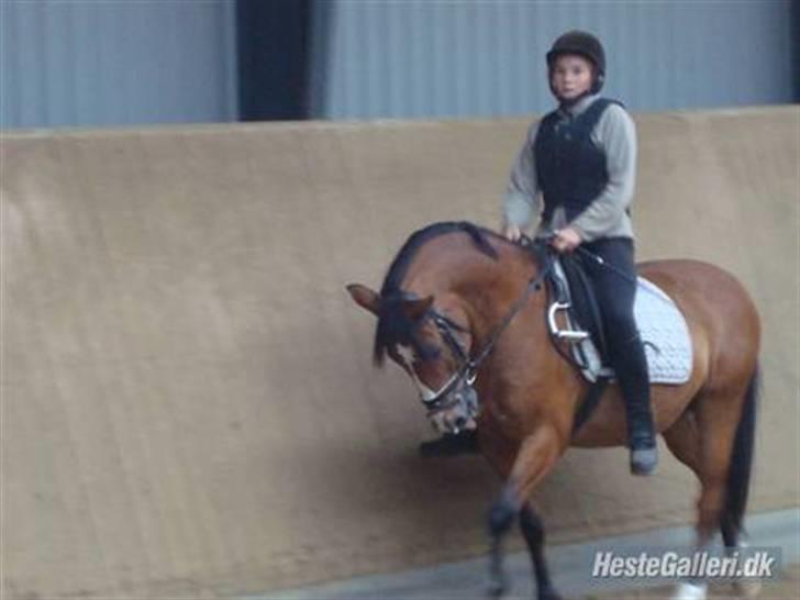 Anden særlig race Sir Richard rideskolepony billede 16