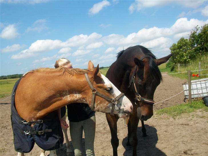 Paint Gamblers Zip Enough solgt billede 2