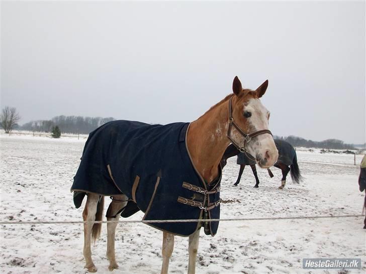 Paint Gamblers Zip Enough solgt billede 3