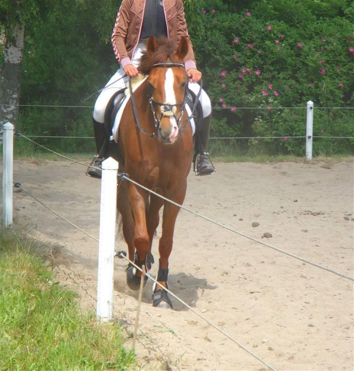 New Forest Escada (Ester)  - foto: nadia Bakkegaard. tak  <3 stævne i krikkerne. ingen vil nogensinde kunne erstatte en så perfekt pony som dig, du er min bedste ven! ESCADA ! :D  billede 9