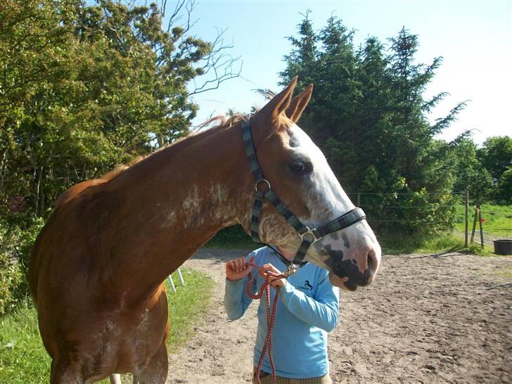 Paint Gamblers Zip Enough solgt billede 4