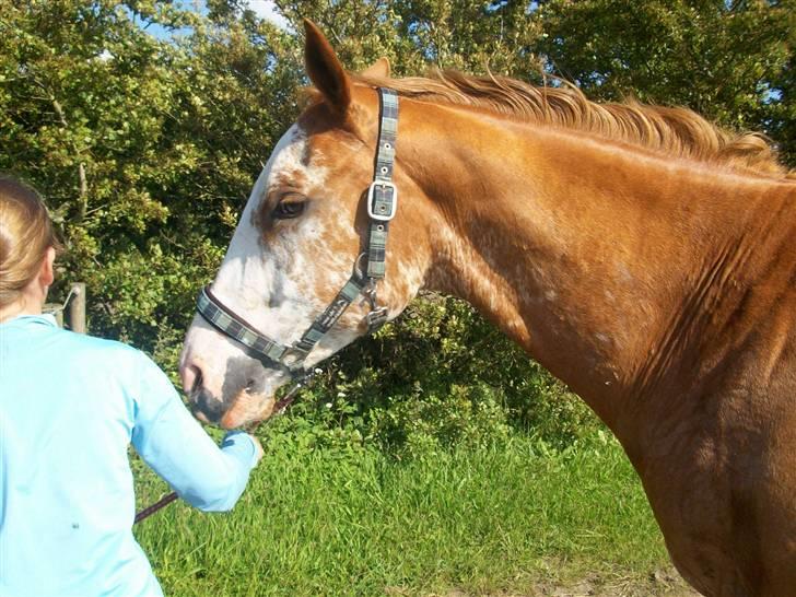 Paint Gamblers Zip Enough solgt billede 5