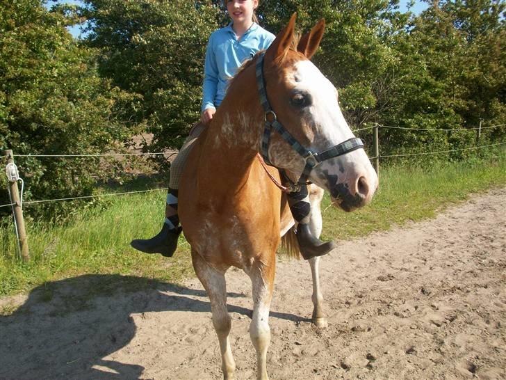 Paint Gamblers Zip Enough solgt billede 6