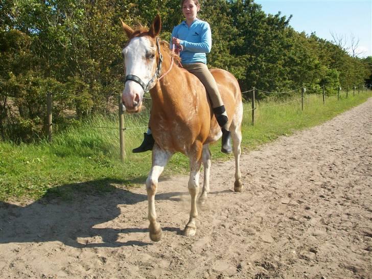 Paint Gamblers Zip Enough solgt billede 7