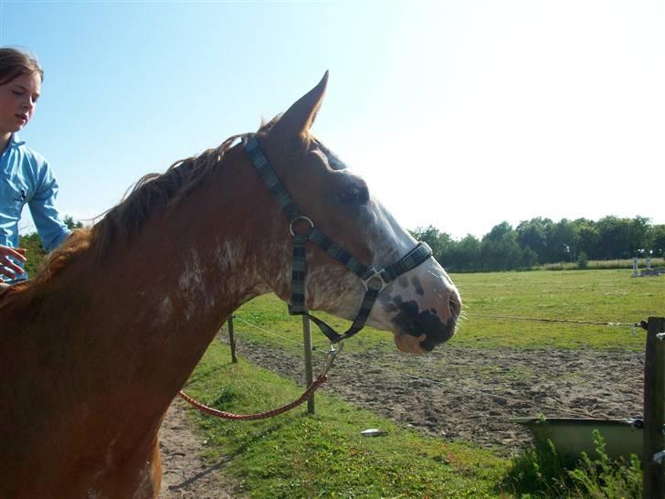 Paint Gamblers Zip Enough solgt billede 8