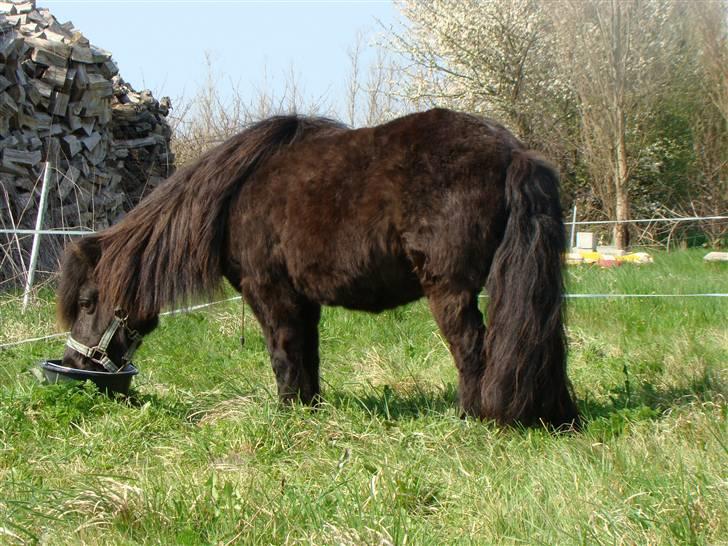 Shetlænder *mini* Mie *RIP* 13/4-11  billede 14