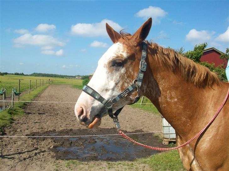 Paint Gamblers Zip Enough solgt billede 11