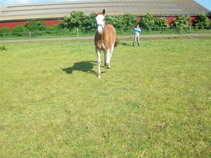 Paint Gamblers Zip Enough solgt billede 13