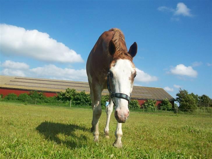 Paint Gamblers Zip Enough solgt billede 14