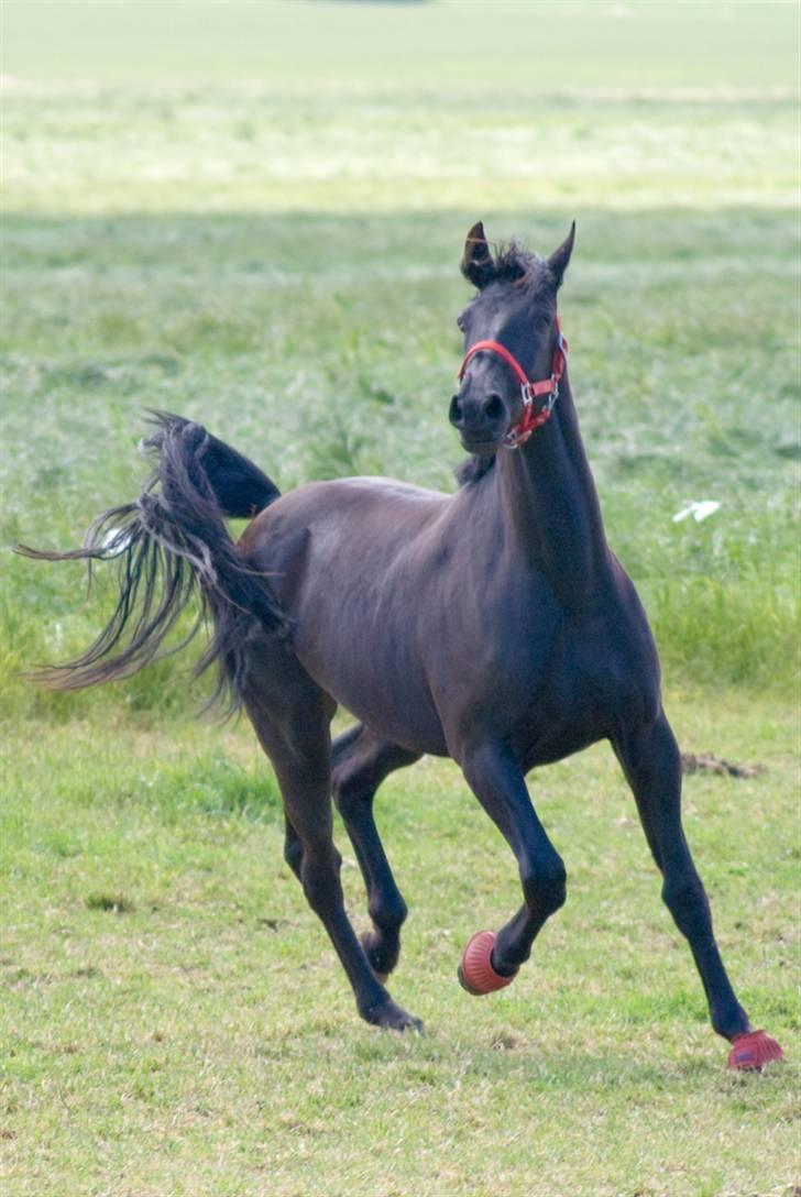 Oldenborg Lurifax a Vestergaard RIP billede 1