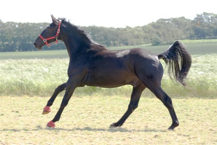 Oldenborg Lurifax a Vestergaard RIP billede 3