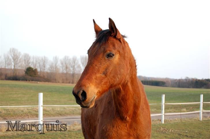 Dansk Varmblod Marquis  - Velkommen til Marquisser´s profil :) * Vinteren 2010 - ;)* billede 1