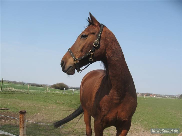 Dansk Varmblod Marquis  - *Fold billede* billede 2