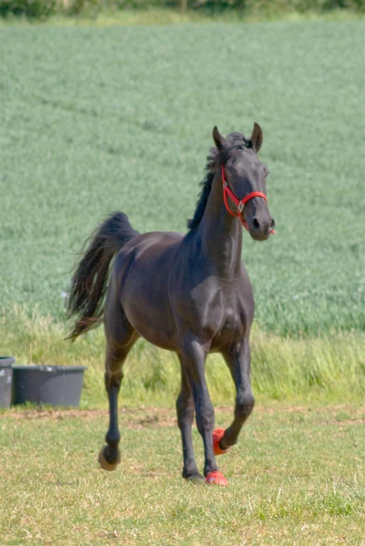 Oldenborg Lurifax a Vestergaard RIP billede 10