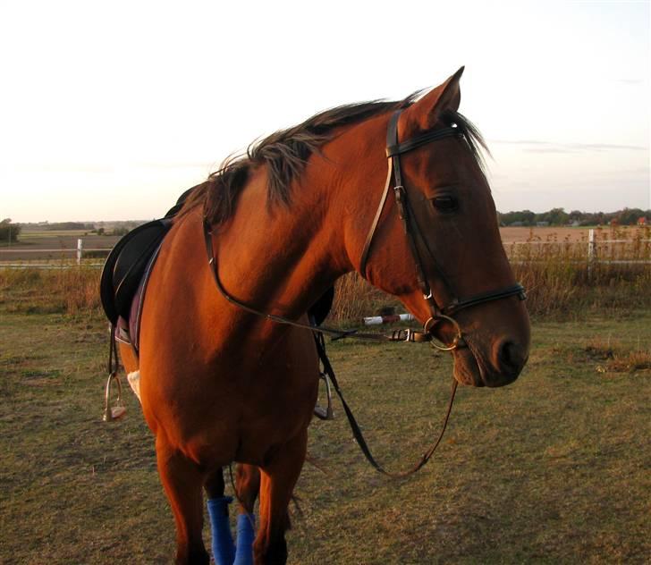 Dansk Varmblod Marquis  - *Hoved-billede taget efter dressurtræning* billede 5
