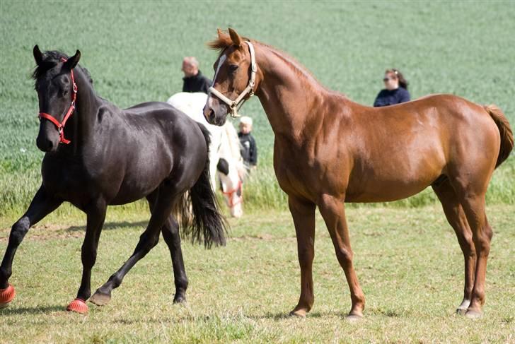 Oldenborg Lurifax a Vestergaard RIP billede 11