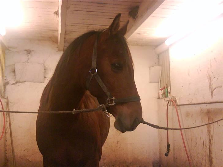 Dansk Varmblod Marquis  - *Første gang jeg så ham inden vi så købte ham :]* billede 7