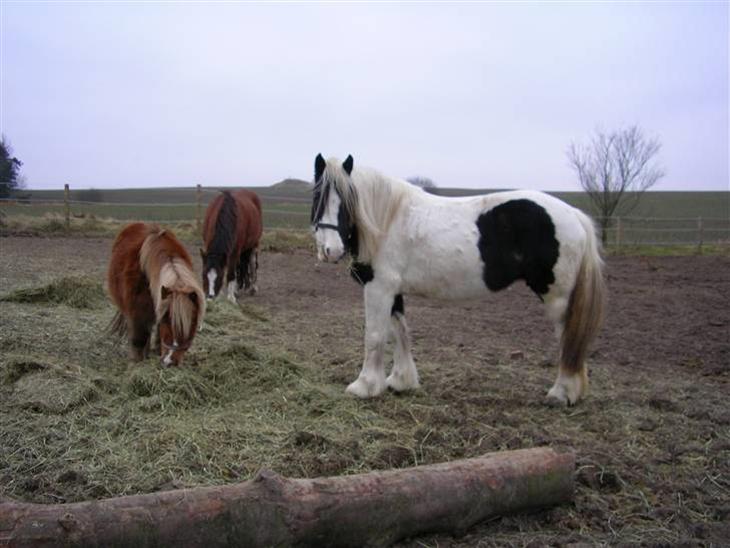 {{currentPhoto.altText}} billede {{currentPhoto.number}}