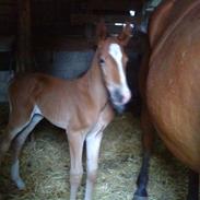 Anden særlig race beebob