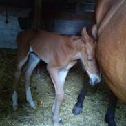 Anden særlig race beebob