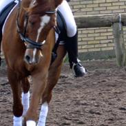 Anden særlig race Sorell <3 R.I.P. <3