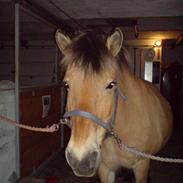 Fjordhest Tulle solgt