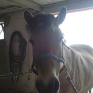 Fjordhest Tulle solgt