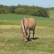 Fjordhest Tulle solgt