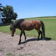 Anden særlig race Malou SOLGT