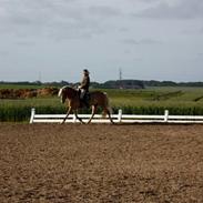 Haflinger WildWerkiba - SOLGT