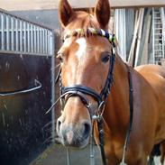 Hollandsk Sportspony goldika<333