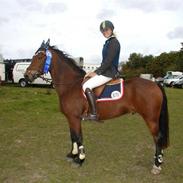 Welsh Cob (sec D) Gribvads Leading Silver