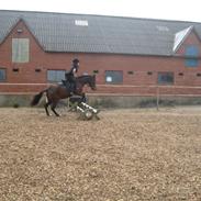 Anden særlig race grunk