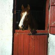 DSP Bohøjgårds Mi'zar