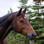 Dansk Varmblod Shannon Donmon