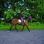 Dansk Varmblod Shannon Donmon